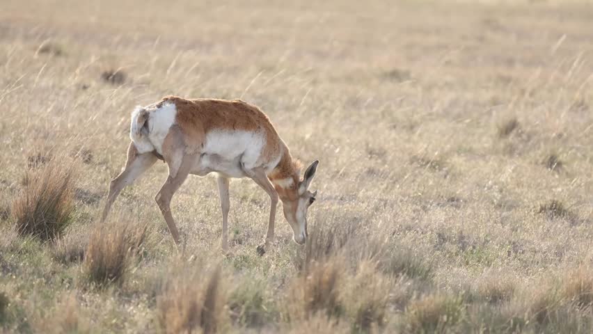 Close up portrait of a North American pronghorn standing on the Wyoming prairie during a colorful sunset