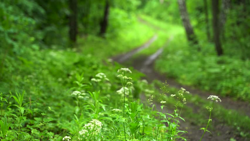 Wildflowers Along a Forest Path After Summer Rain