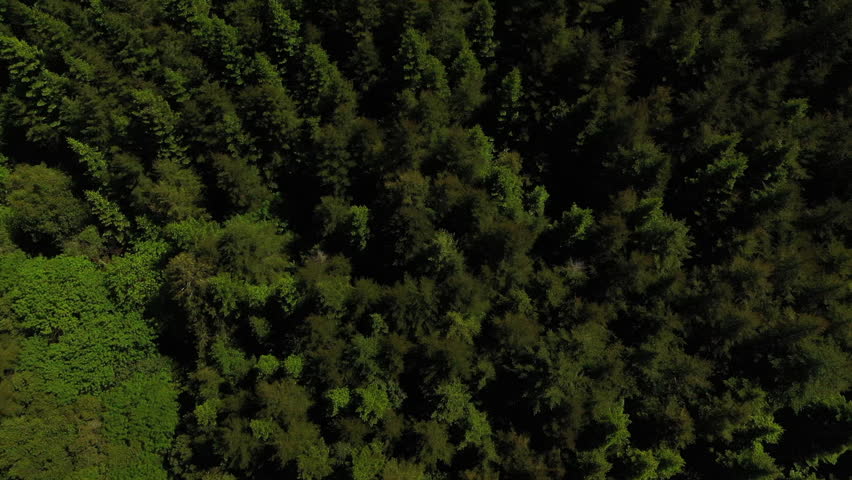 Drone shot of a forrest near Portland Oregon 
