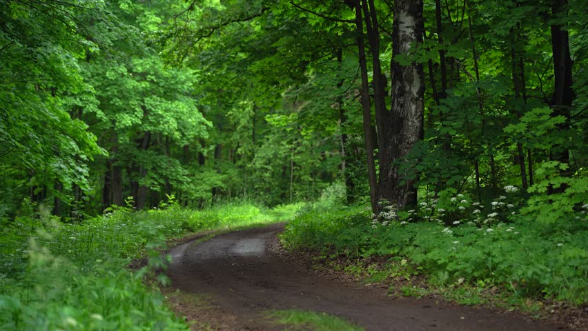 Curved Woodland Path in Summer Forest