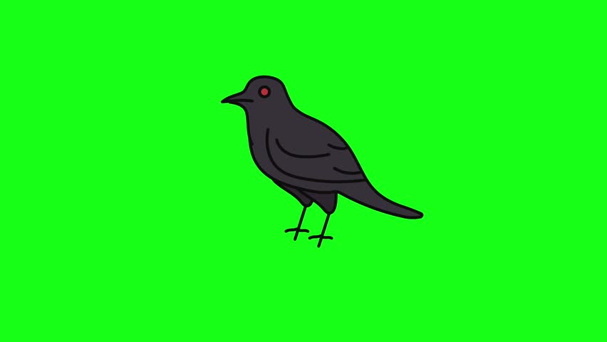 Animated spooky black crow or raven bird standing still on green screen background
