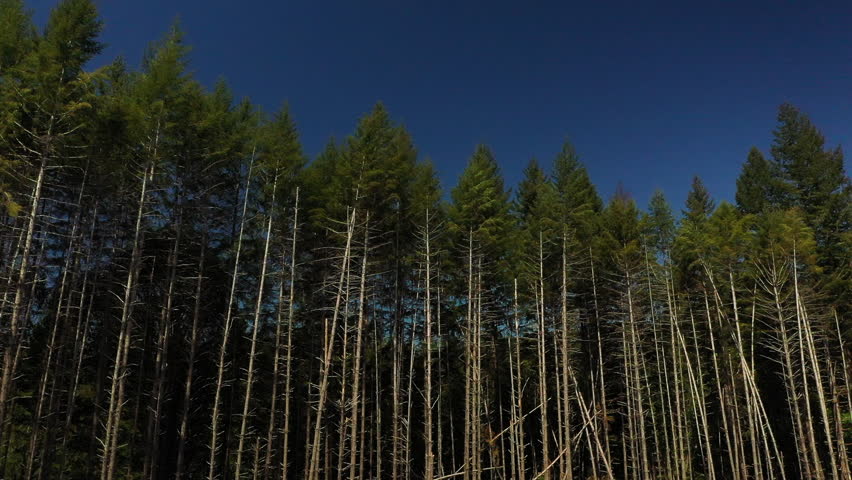 Drone shot of a forrest near Portland Oregon 