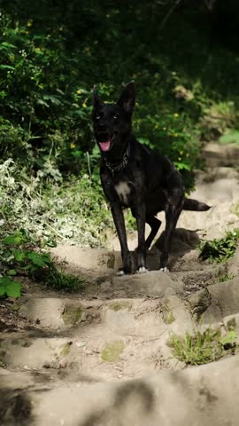 Mixed breed domestic dog climbing backward up a stone stair path in the forest on a sunny day. Vertical 4k footage