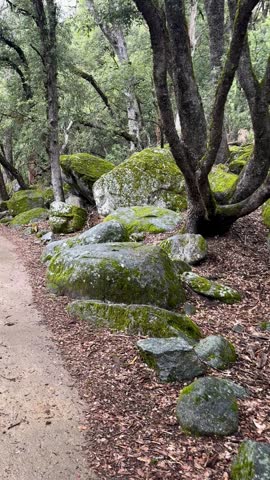 stones and trees in moss, Yosemite National Park, California, USA