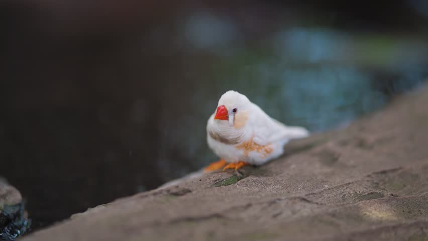 Close-up shot captures a male Zebra Finch standing on a stone ledge shaking off water after a bath