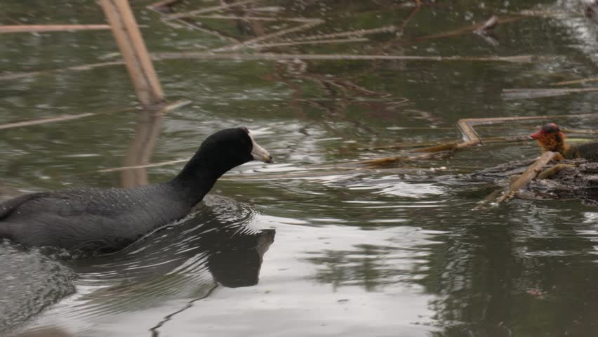 American Coot Feeding Chick in Arizona Wetland Pond