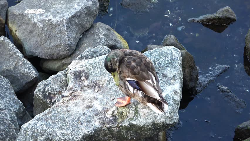 Wild mallard duck cleaning its feathers on a rocky shore by the water