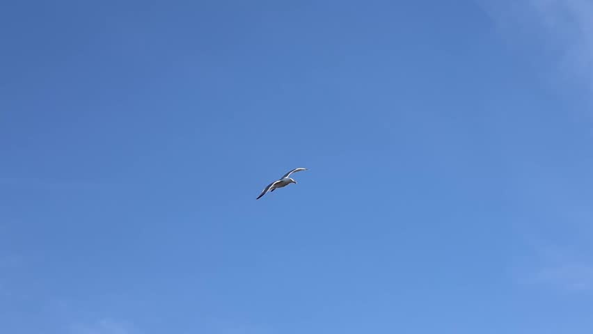 Single seagull gracefully gliding through the air against a vibrant blue sky with wispy clouds