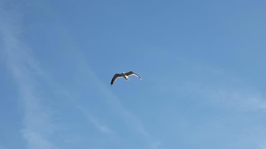 One soaring seagull gliding gracefully with wings spread against a clear blue sky background