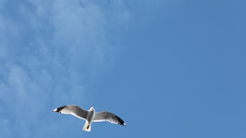Beautiful graceful seagull soaring through a clear blue sky with its wings spread
