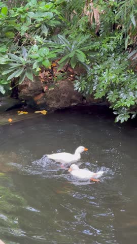 Two ducks bathing in a koi pond, vertical video.