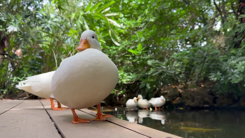 Close-up of a white duck standing on a wooden boardwalk beside a tranquil tropical pond with lush green foliage and a small flock of ducks reflected in the calm water.