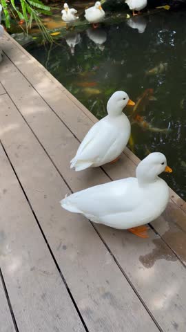 Two white ducks standing and drinking water on a wooden boardwalk beside a koi pond with colorful fish swimming below, vertical video.