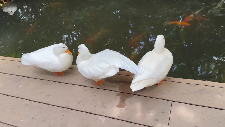 Three white ducks standing on a wooden boardwalk beside a koi pond with colorful fish swimming beneath the water in a peaceful tropical garden.