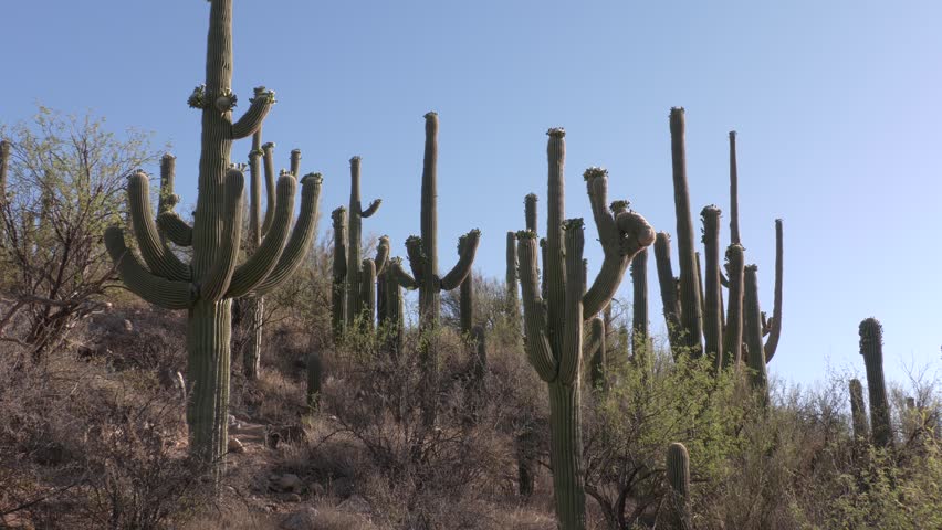 Saguaro Cactus Hillside in Catalina State Park Arizona on Spring Morning