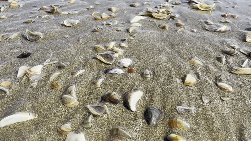 Seashell on the seashore. Sandy beach by the sea.