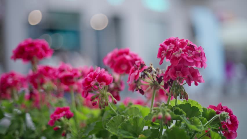 Pink geranium flowers grow in an outdoor planter on a lively city street during bright daytime hours