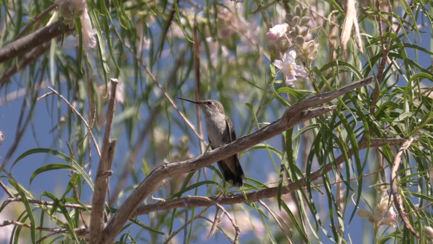Hummingbird Perched in Desert Willow Tree in Catalina State Park Arizona