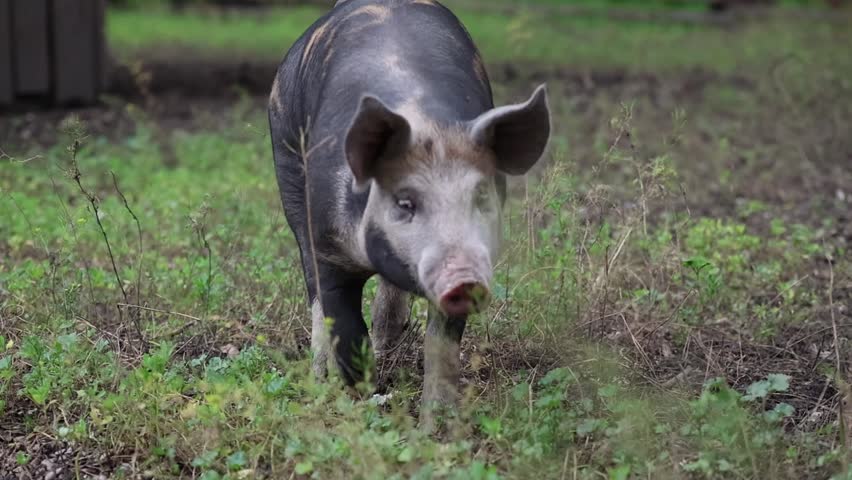 Pig Walking Toward Camera in Outdoor Farm Pen
