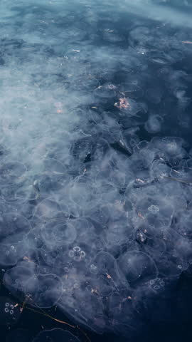 View from above of large cluster of jellies drifting in sea current across surface of water. Huge number of moon jellyfish float beneath surface, their white domes contrasting with dark ocean waters