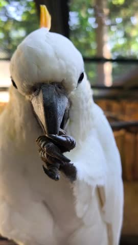 Close up of white cockatoo parrot holding its claw near the beak and looking at camera