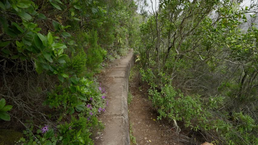 A narrow dirt trail winds through dense flowering shrubland on the Ventanas de Guimar hike
