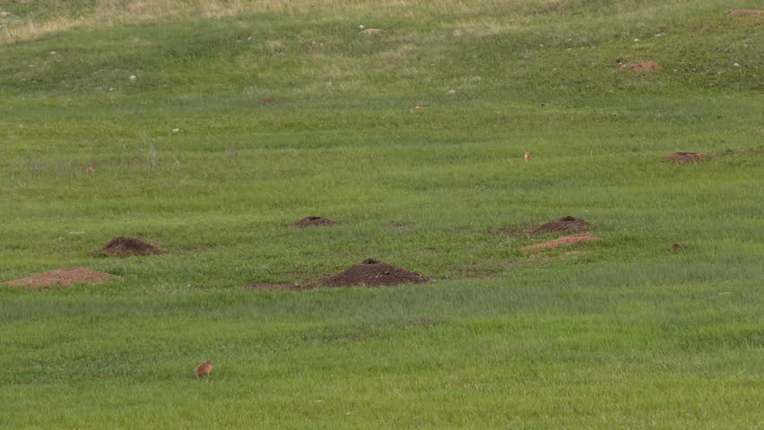 Black-Tailed Prairie Dog Colony at Dawn in Wind Cave National Park Spring