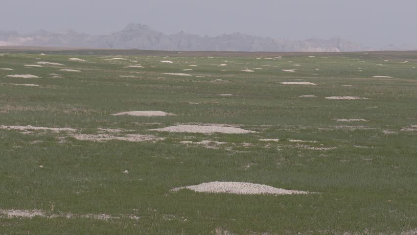 Black-Tailed Prairie Dog Town in South Dakota Prairie During Spring