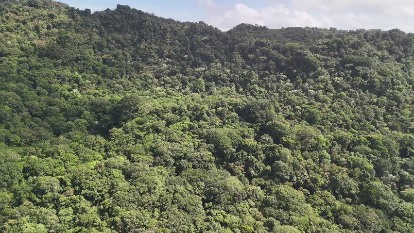 A large forest area filled with many trees and plants on a bright day under blue skies. Nature looks vibrant and alive in this location.