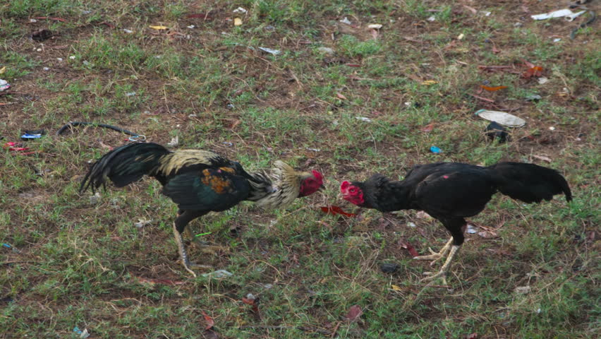 Two roosters fighting and pecking each other on a dirty grassy ground under natural daylight, captured in a static medium shot