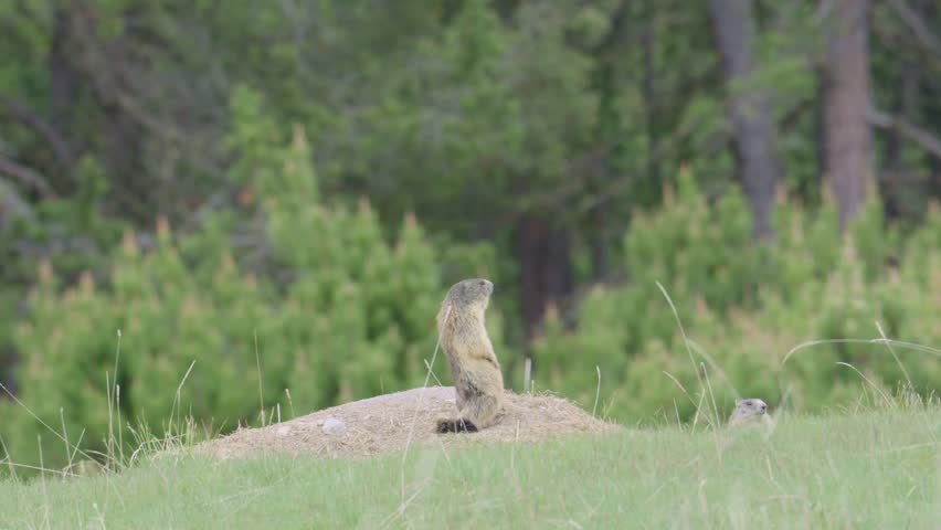 Attentive wild alpine marmot standing on its hind legs, acting as a sentinel over its burrow