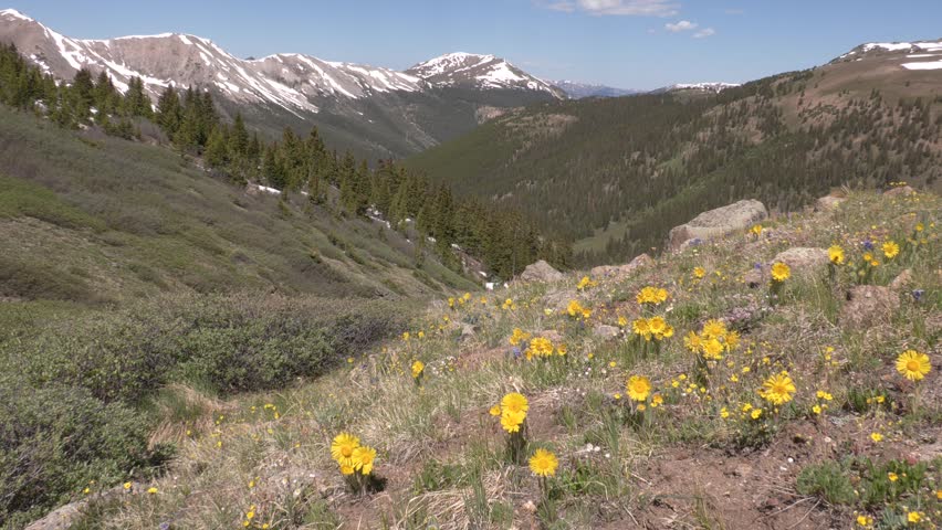 Summer Wildflowers at Independence Pass Colorado Rocky Mountains