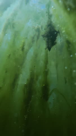 Camera mowing up to surface of freshwater bog, along thick, frothy mats of filamentous green algae packed with massive clusters of oxygen bubbles under bright sky, close-up
