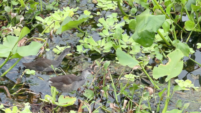 Two juvenile common gallinules (binomial name: Gallinula galeata) forage together among aquatic plants in a marshy stormwater management area and wildlife sanctuary on a summer afternoon in Florida