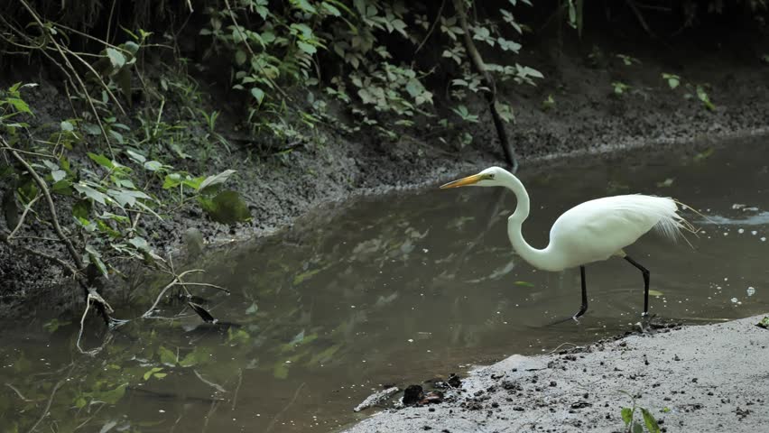 The great egret (Ardea alba) is catching fish in the stream.