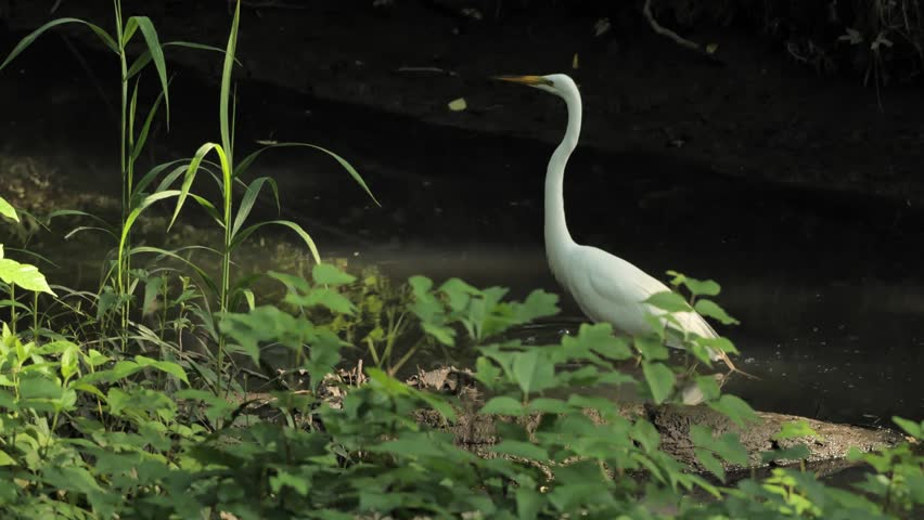 The great egret (Ardea alba) is catching fish in the stream.
