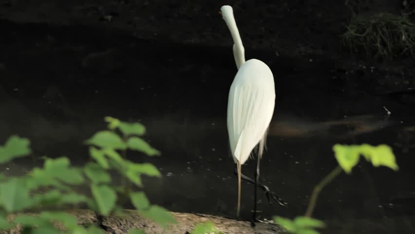 The great egret (Ardea alba) is catching fish in the stream.