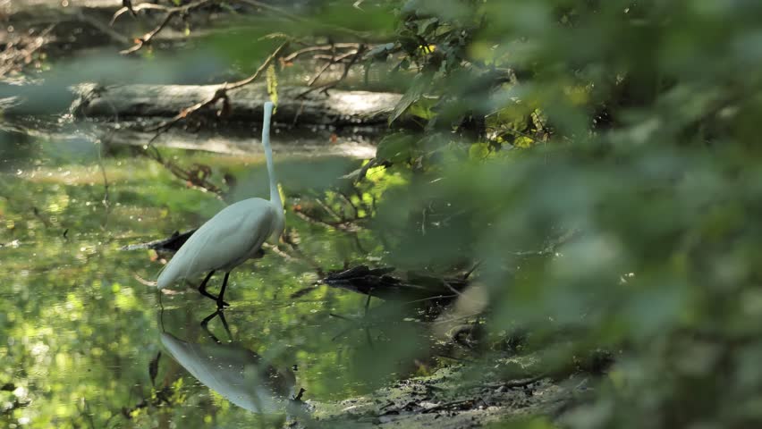 The great egret (Ardea alba) is catching fish in the stream.