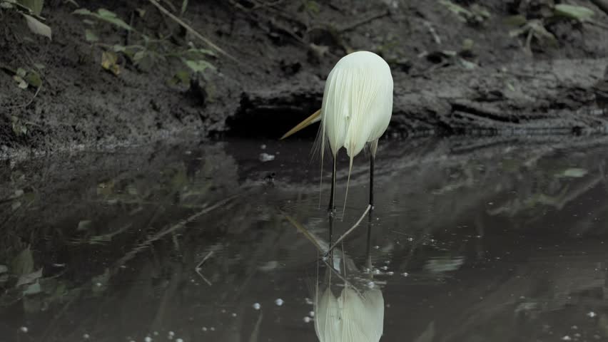 The great egret (Ardea alba) is catching fish in the stream.