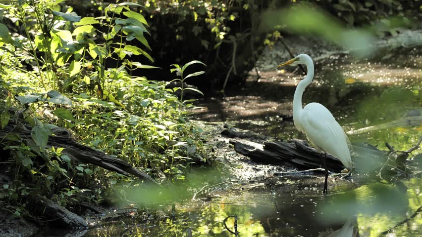 The great egret (Ardea alba) is catching fish in the stream.