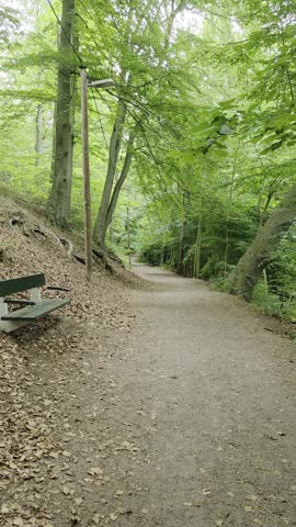 A gentle walk down a woodland path