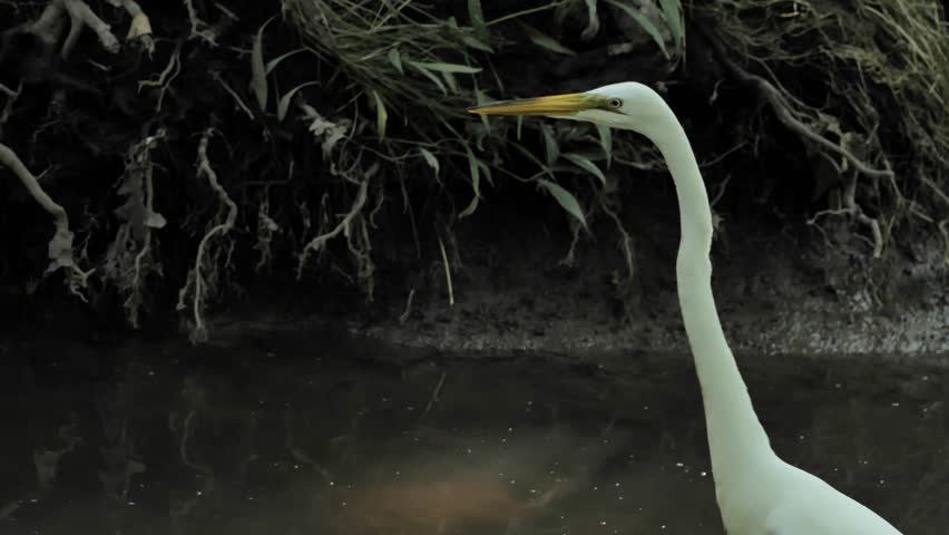 The great egret (Ardea alba) is catching fish in the stream.
