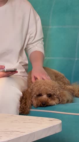 dog being petted by a person in a relaxed, calm indoor setting against a blue wall with a marble surface for the dog