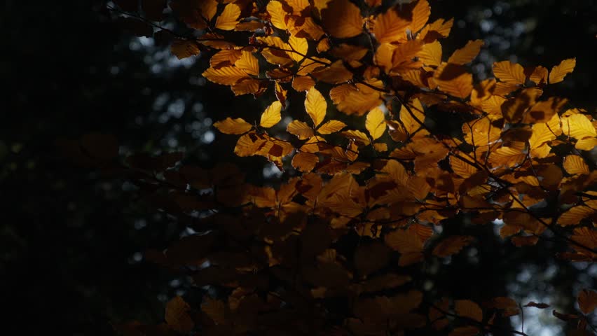 Golden Leaves Backlit by the Sun in Autumn Forest
