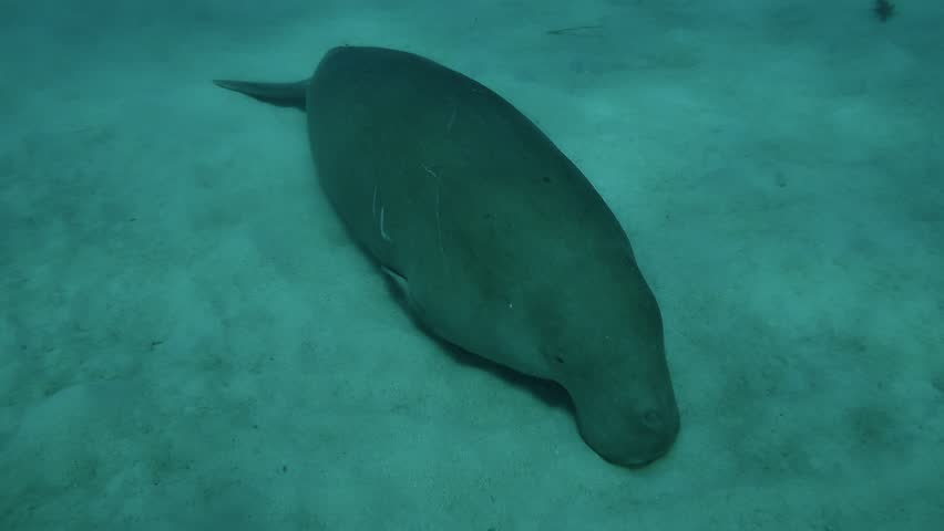 Underwater view of a dugong rising from the sand and heading calmly upward for air.