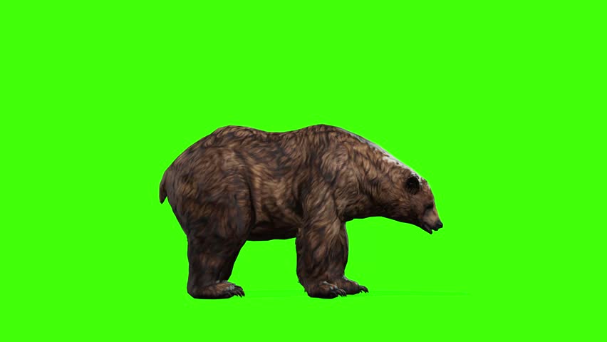 4k grizzly bear idle side view loop animation isolated on Green Screen, 3D brown bear attention standing rendering on chroma key, Scientific name, Ursus arctos horribilis, easy to remove background