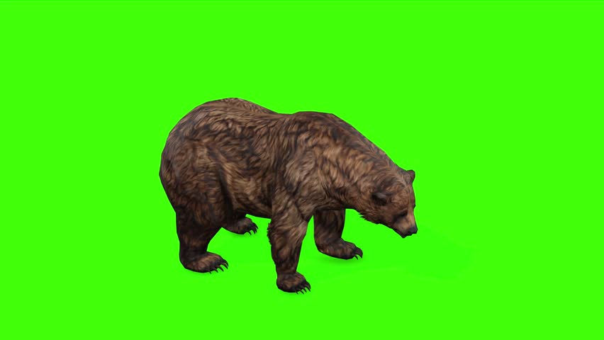 4k grizzly bear idle top view loop animation isolated on Green Screen, 3D brown bear attention standing rendering on chroma key, Scientific name, Ursus arctos horribilis, easy to remove background