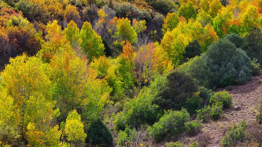Aerial views of vibrant fall foliage trees landscapes near Dallas Divide in Colorado San Juan Mountains during the autumn season - 4K Drone