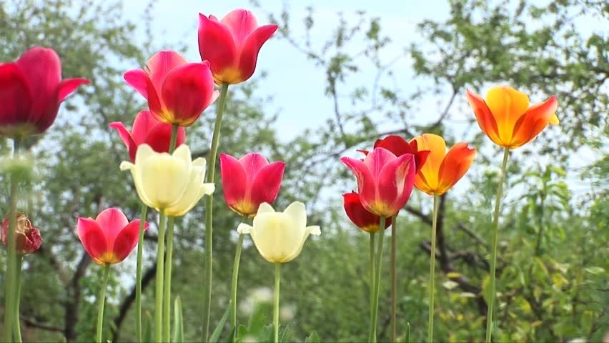 Beautiful red, violet, yellow tulips in the field