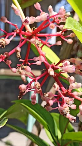 Graceful Medinilla speciosa flowers blooming naturally with cascading pink flower clusters, showcasing the exotic beauty of this tropical ornamental species.